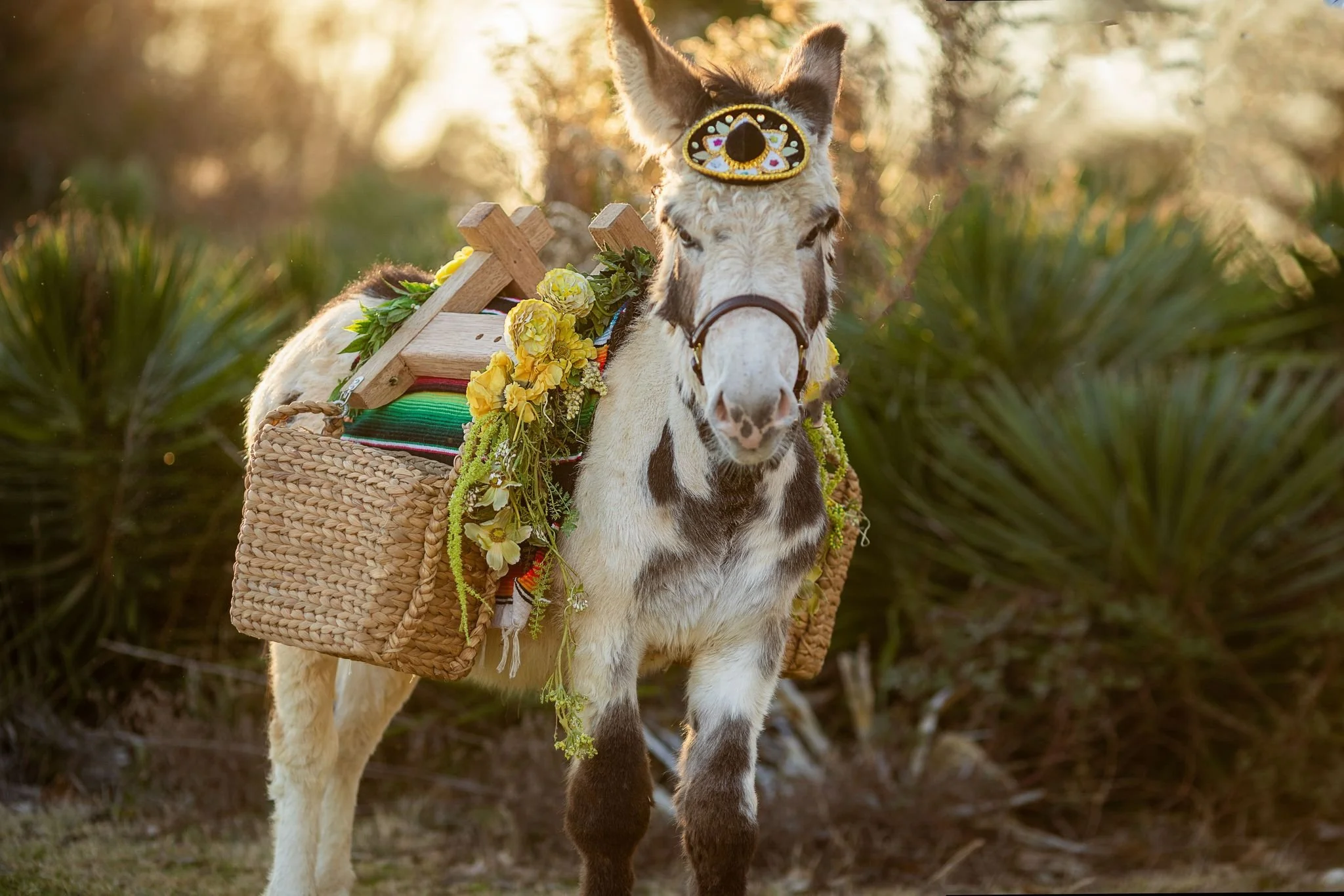 donkeycincodemayo.jpg