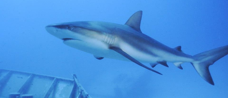 Caribbean Reef Shark   Photo By Randall Scott