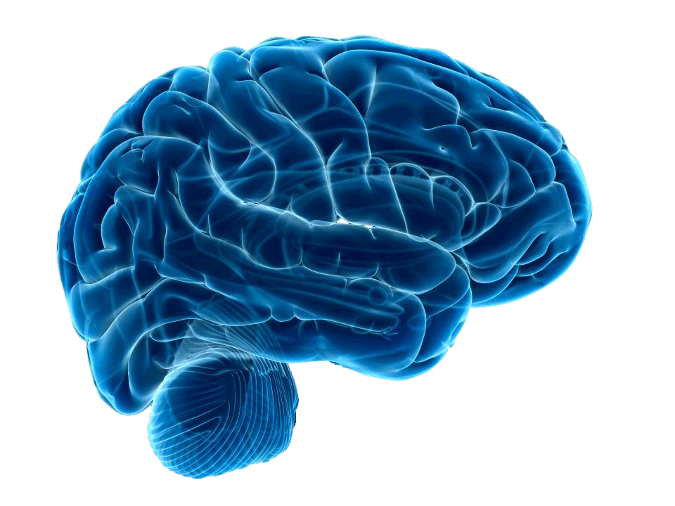 Brainimage1.png