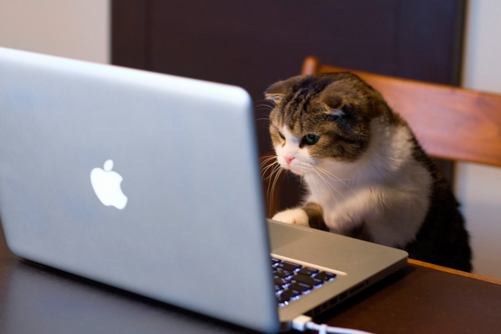computercat.jpg