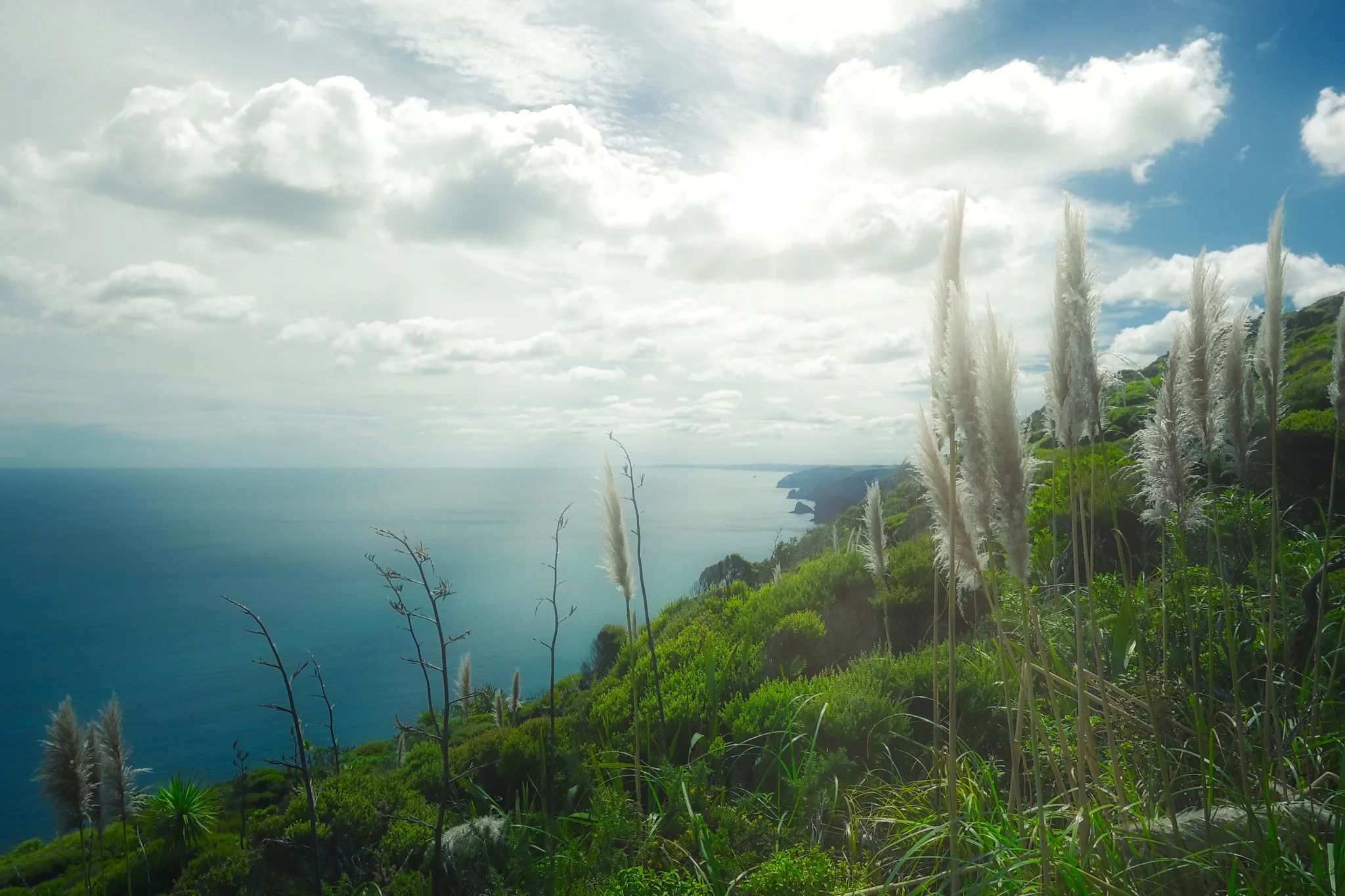 intro-image-Piha-camleggettphoto.jpg