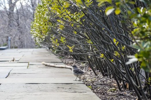 wave-hill_spring-birding_credit-wave-hill.jpg__524x349_q85_crop_subsampling-2_upscale.jpg