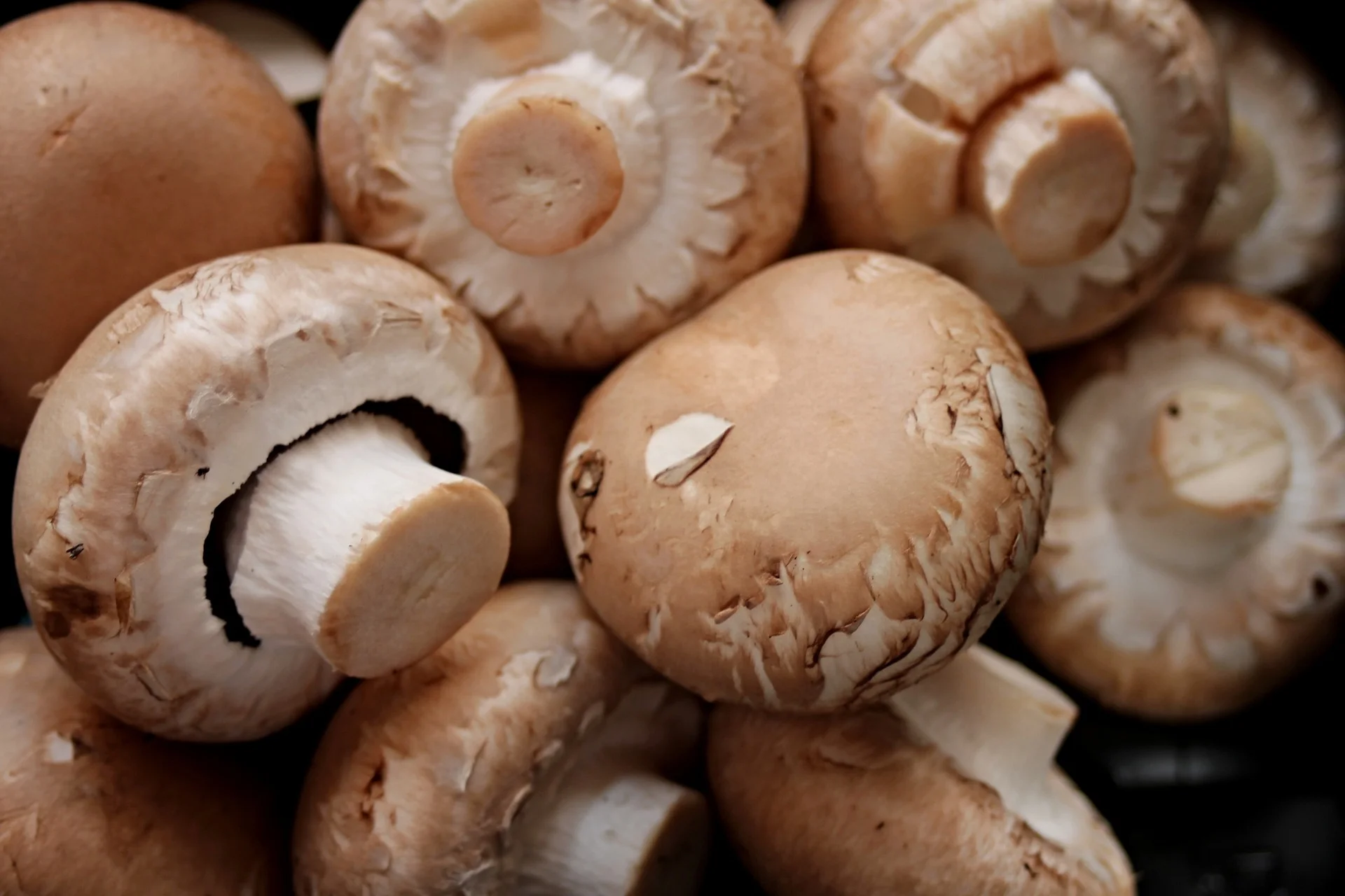 mushrooms-2690529_1920.jpg