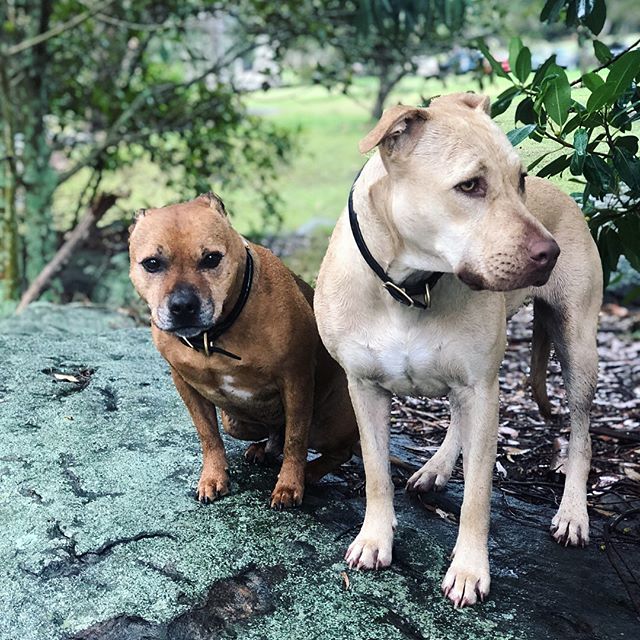 Rain or shine TAC collars can handle all climates - order yours today #doggo #personaliseddogcollar #customcollars #dogsofinstagram #ilovemydog #tacworthy #bridleleather