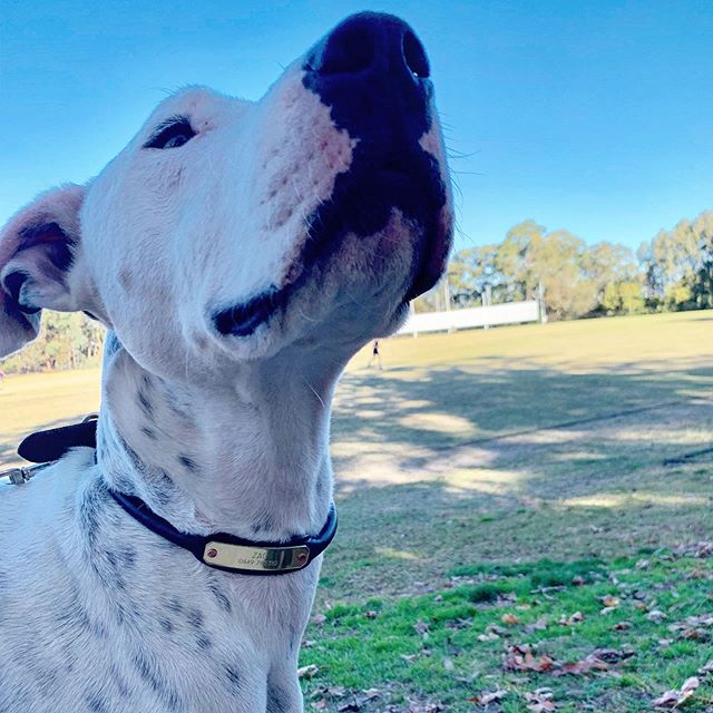 Thanks @gusandthedogs for sharing this beautiful photo of your boy ZAC in his new TAC leather collar.  He will be the smartest dog in the pack whilst hanging out with all of the doggos @fitnessdogsau ❤️❤️ #tacleathercollars #dogcollars #personalisedd