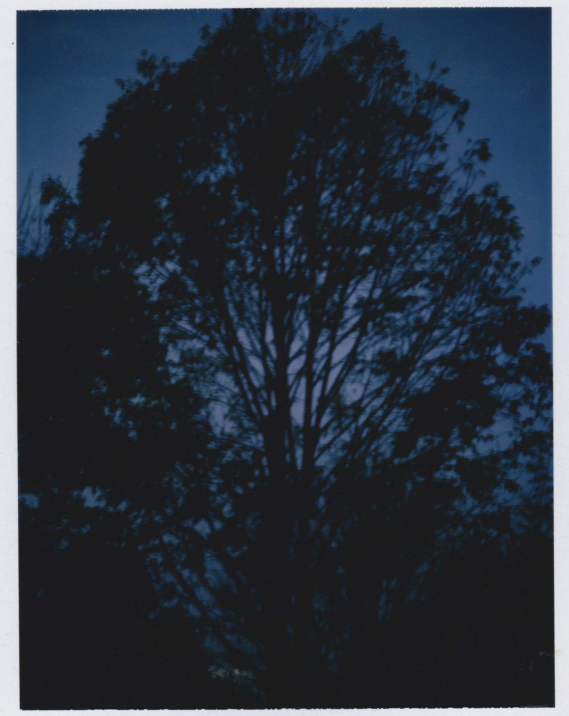 Tree1.jpg