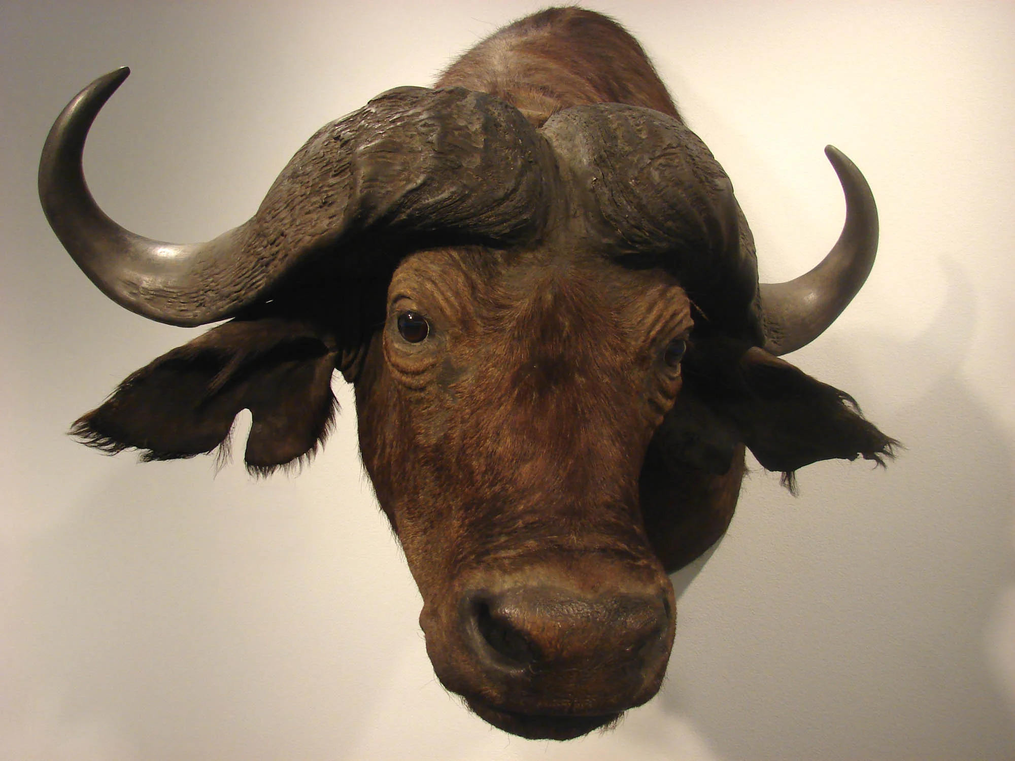 Remarkable Past CapeBuffalo.jpg