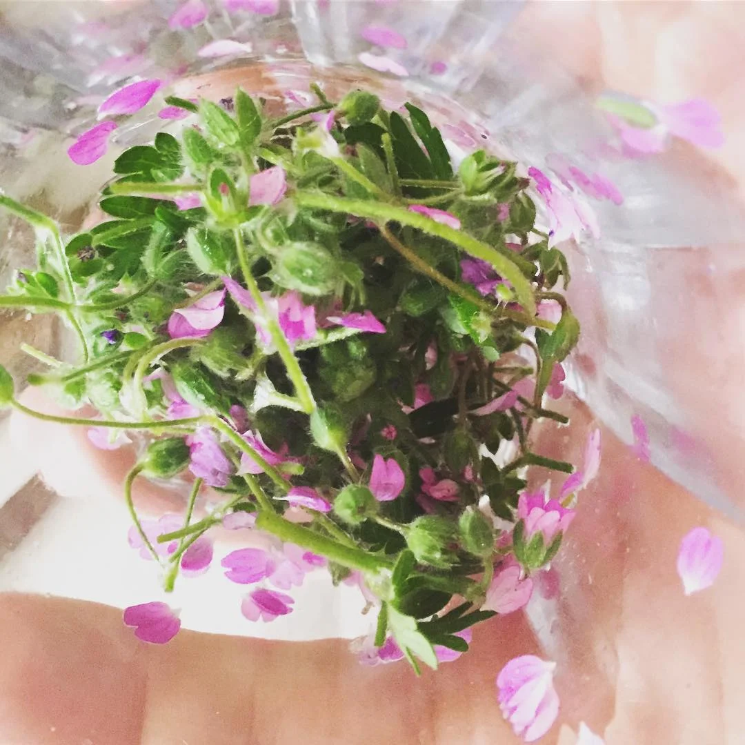 field geranium flower essence insta.jpg