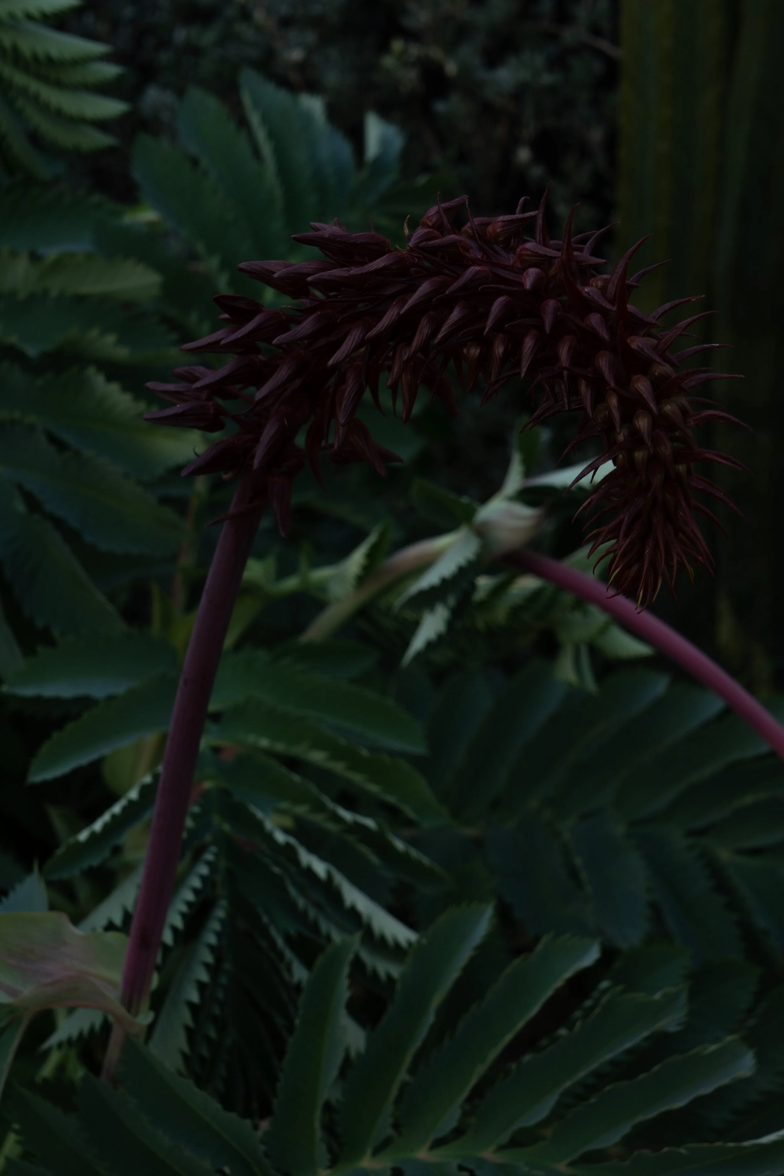 DSC09655.jpg