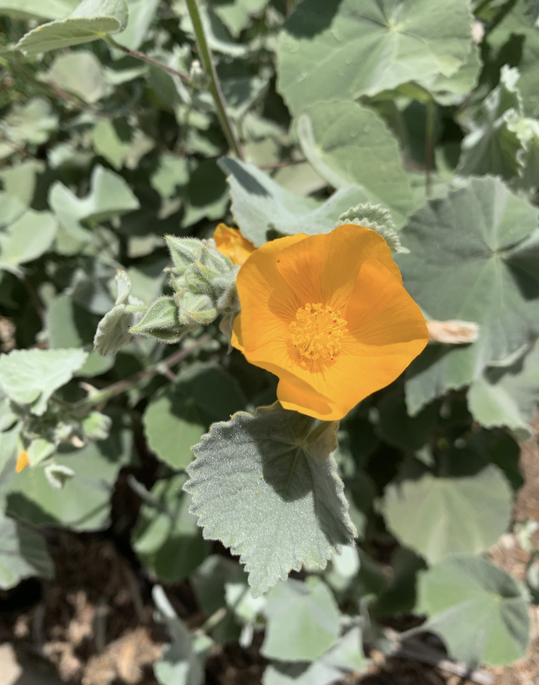 Screen Shot 2022-06-07 at 3.05.38 PM.png