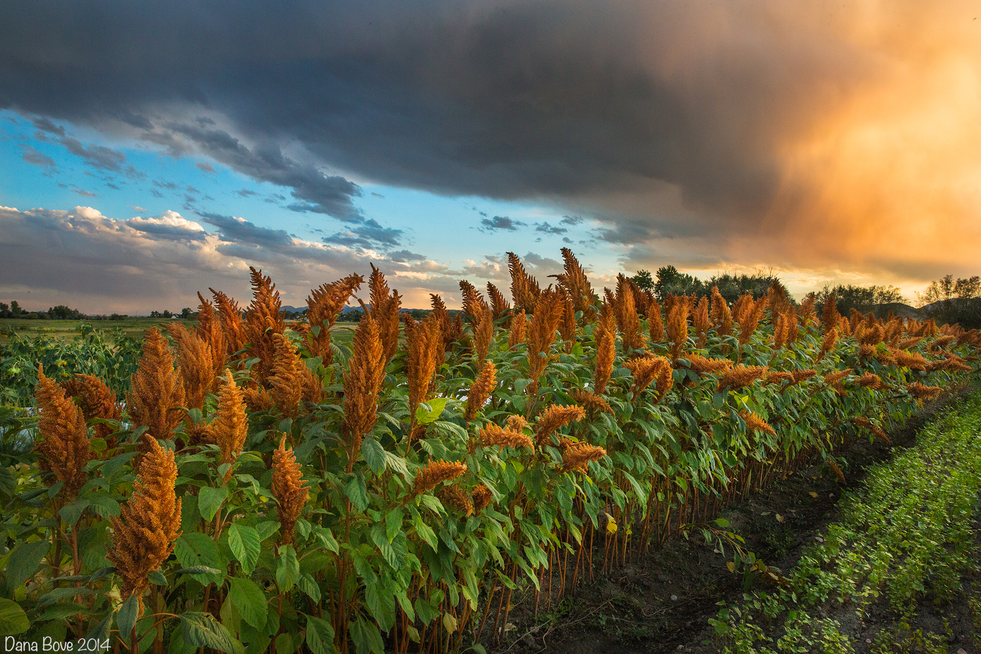 amaranth-horizontal_A3C5210.jpg