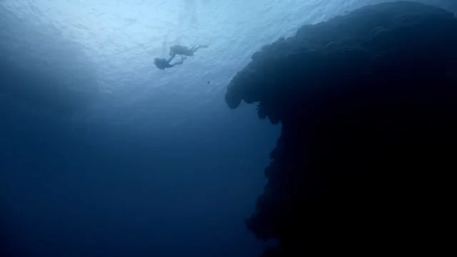 Deepblu - Dive on 「director Lei Tao」