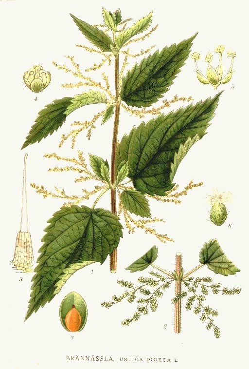 stinging_nettle.jpeg
