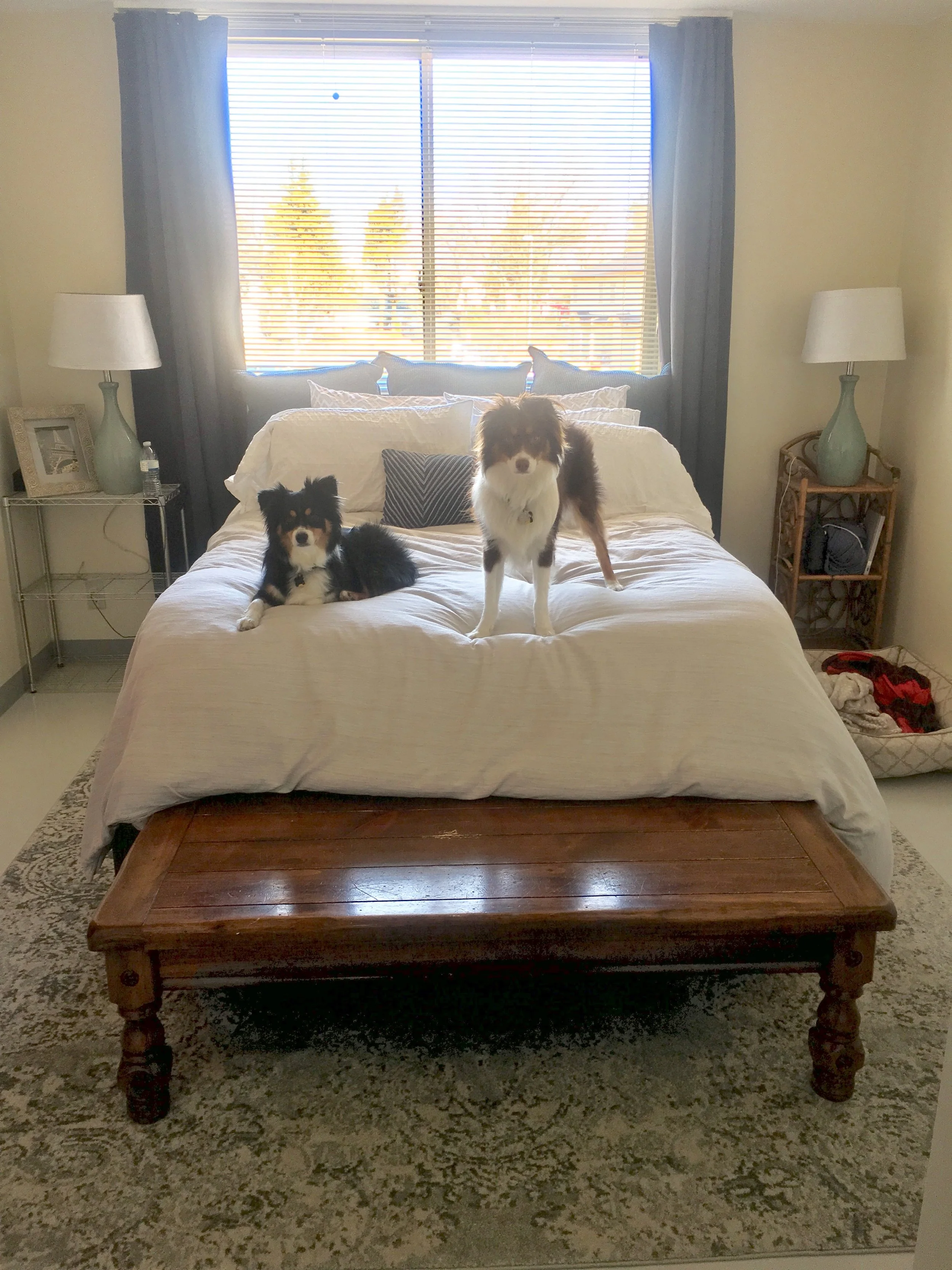 Pups on the Bed.jpg