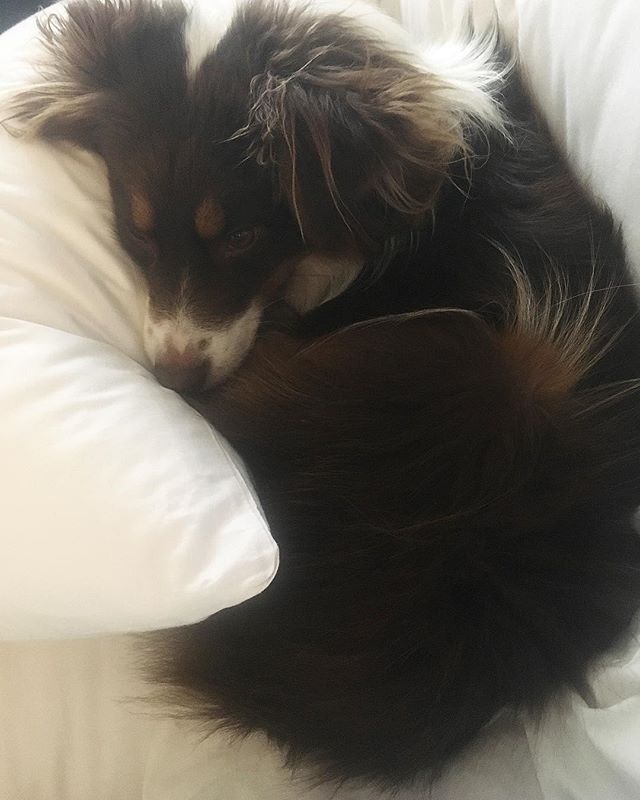 I will forever take five hundred pictures of Maverick being snuggly and cute.
_____________________
When he is awake he is a spaz, doing things for attention and ALWAYS talking back (this guy is a noisy one). As the day wears on him and the evening hits he transforms into the biggest cuddle monster ever reminding me that the this beast of a pup is just a sensitive soul like I am. •
•
•
•
#miniaussie #miniaussie_world #miniaustralianshepherd #australianshepherd #redtriaussie #aussie #milso #milspo #milsowife #militarywife #militaryspouse #armylife #armywife #armymilso #deployment #dogmom #dogstagram #pupstagram #monroeandmaverick #monroetales #sensitivesoul #thatsdarling #everysquareastory #mybeautifulmess #searchwandercollect #liveunscripted #myfavoritepart #cuddlemonster #wedontdeservedogs #icantlivewithoutyou