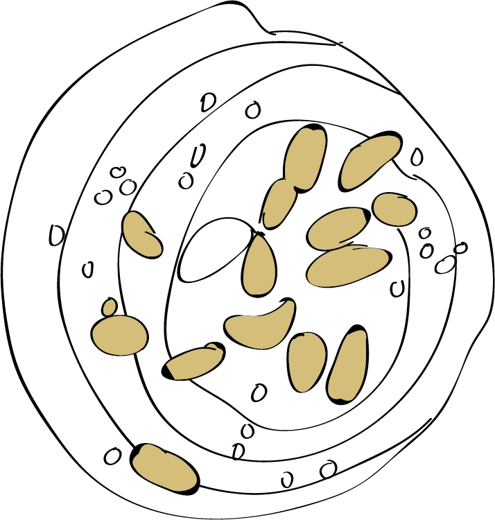 Asset 2bulla-webb-1.png