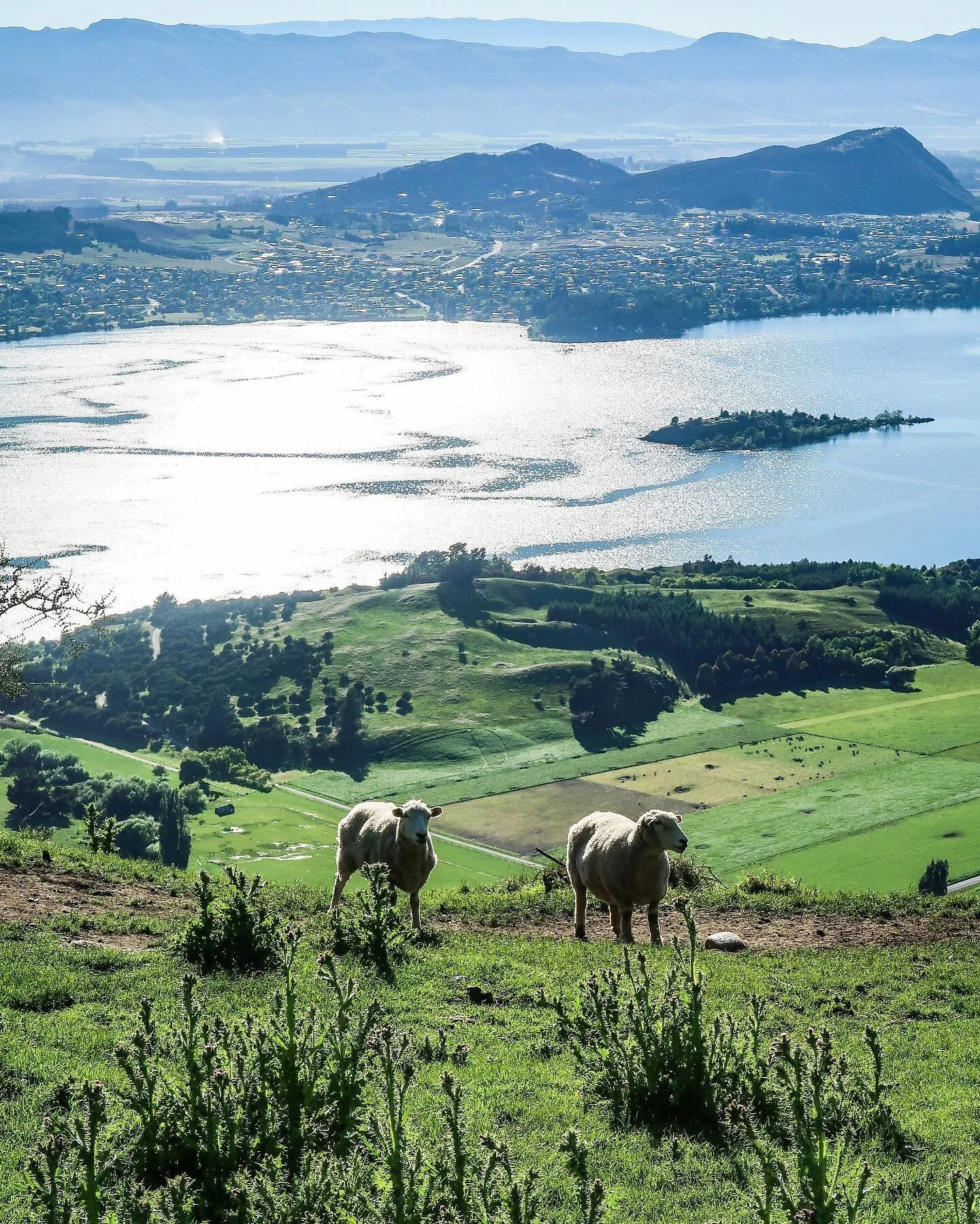 This one is dedicated to the sheep of NZ, who are out there living their best life on this prime real estate. I mean...check out these views! Wouldn&rsquo;t mind spending my afternoons lazing in the shade, munching on some grass, gazing at the mounta