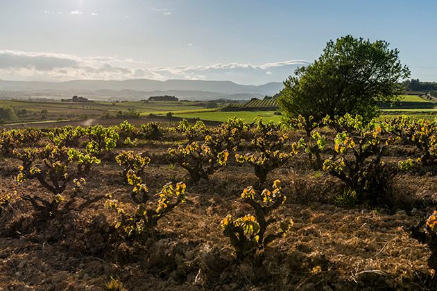 Picture by Corpinnat