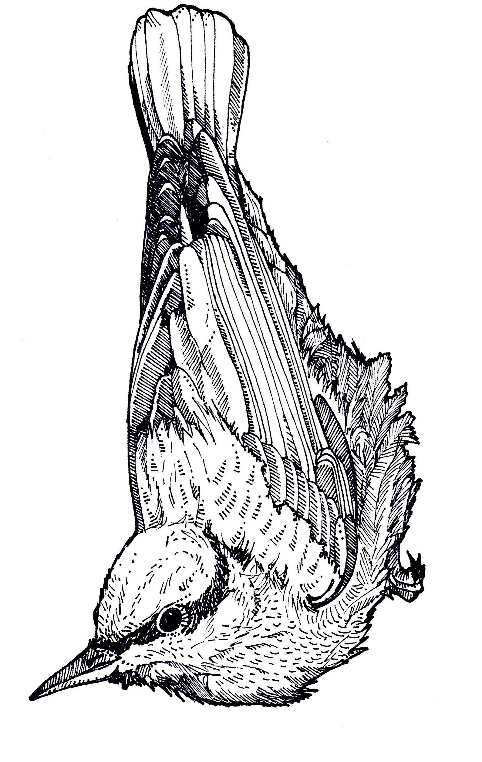 bird1%2B1.jpg