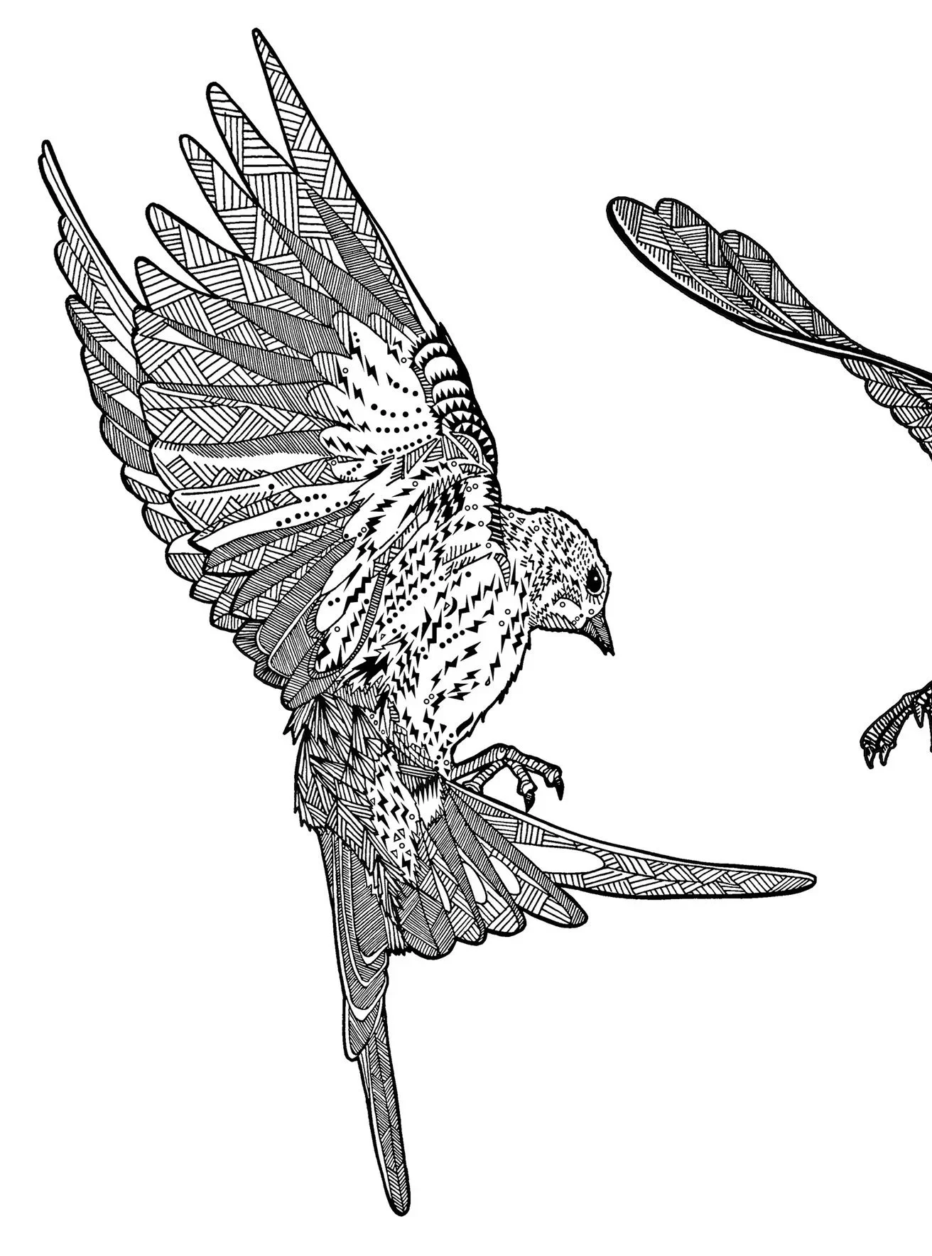 Swallows+2.jpg