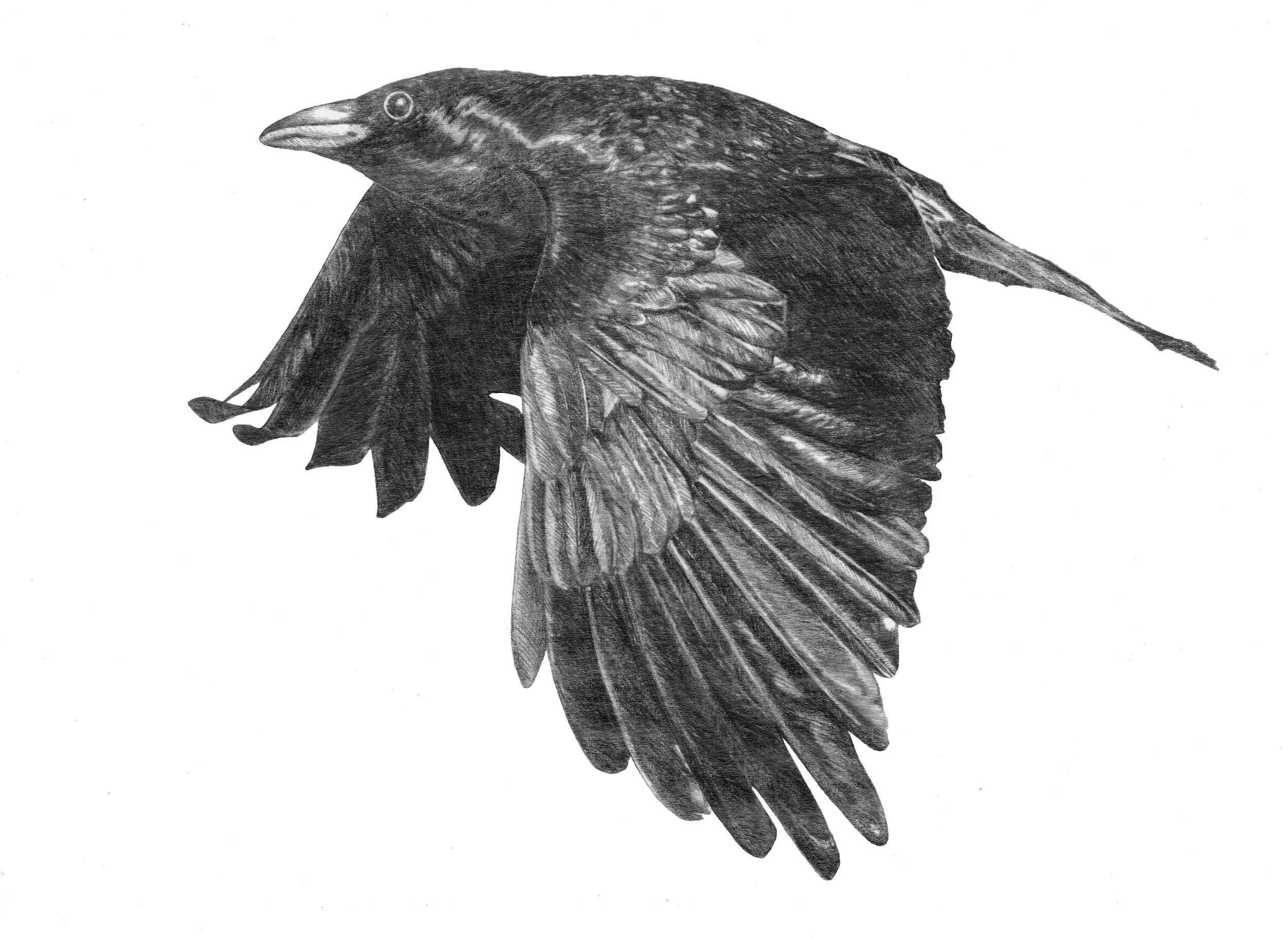 blaaaa.jpg