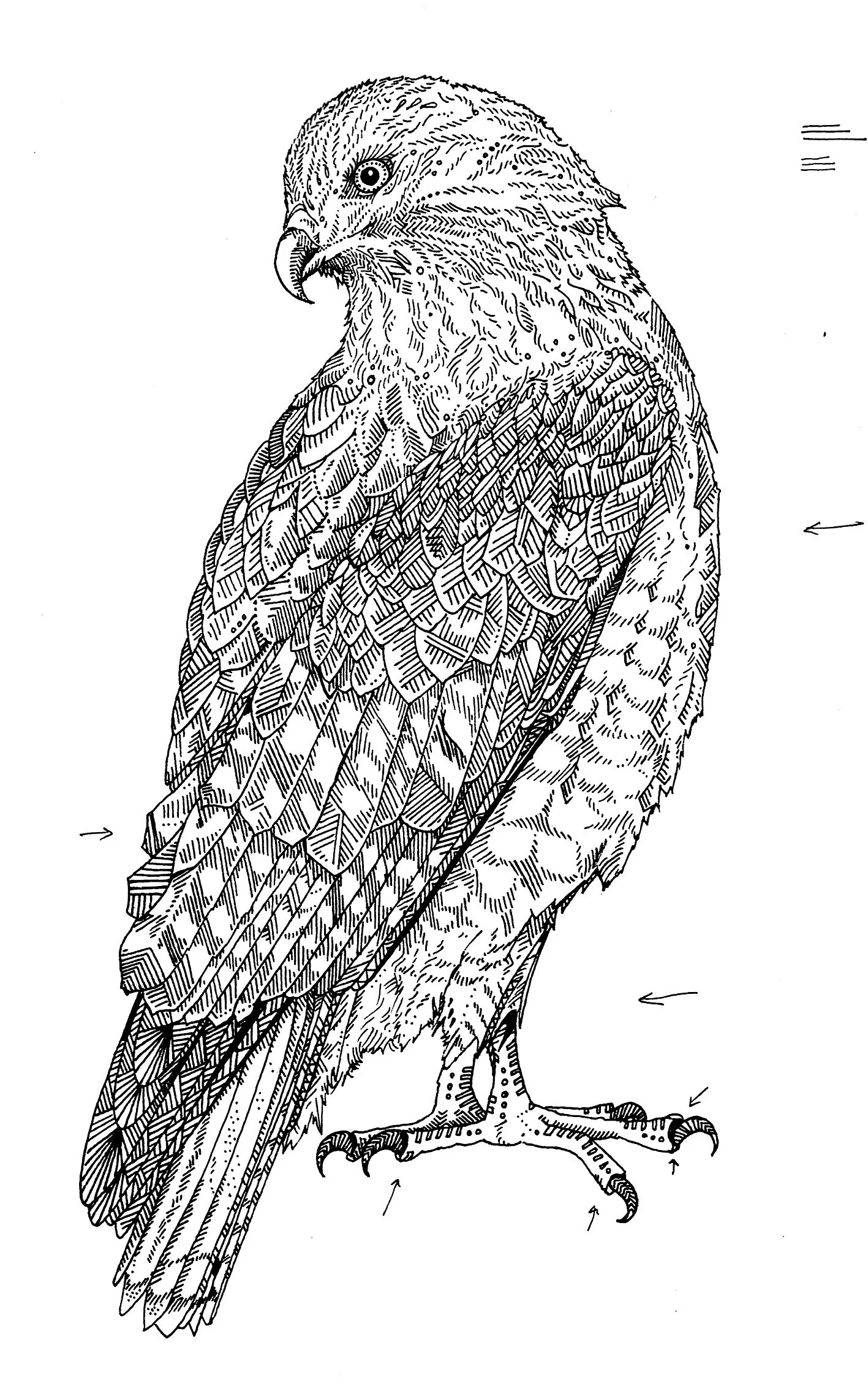 Goshawk 1.jpg