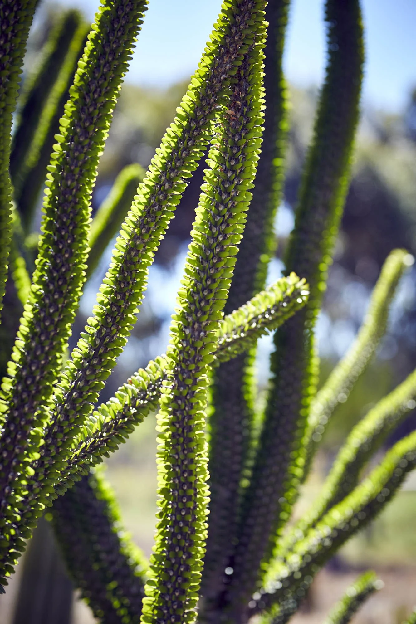 UMZUNGU SISTERS_1369.jpg