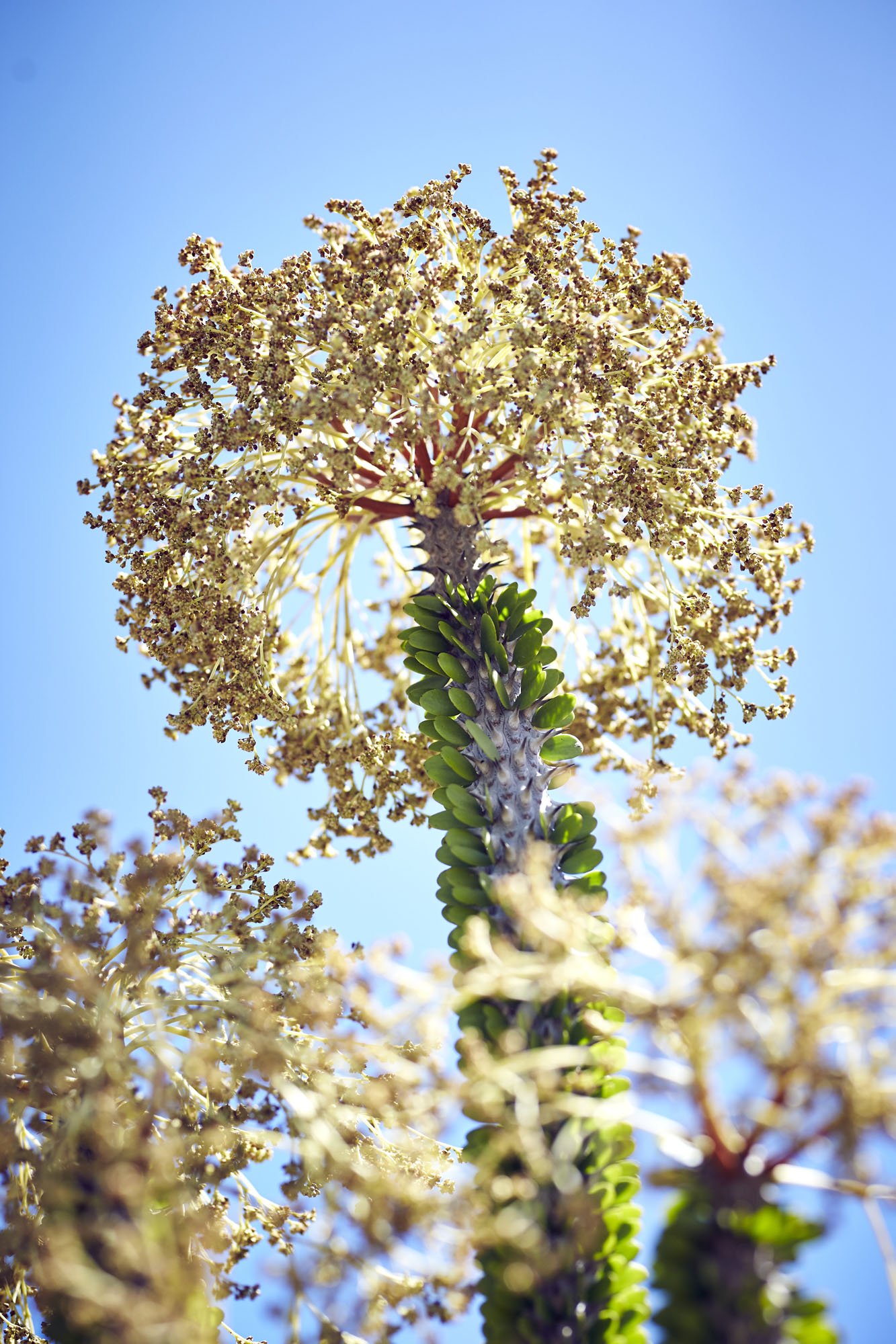 UMZUNGU SISTERS_1380.jpg