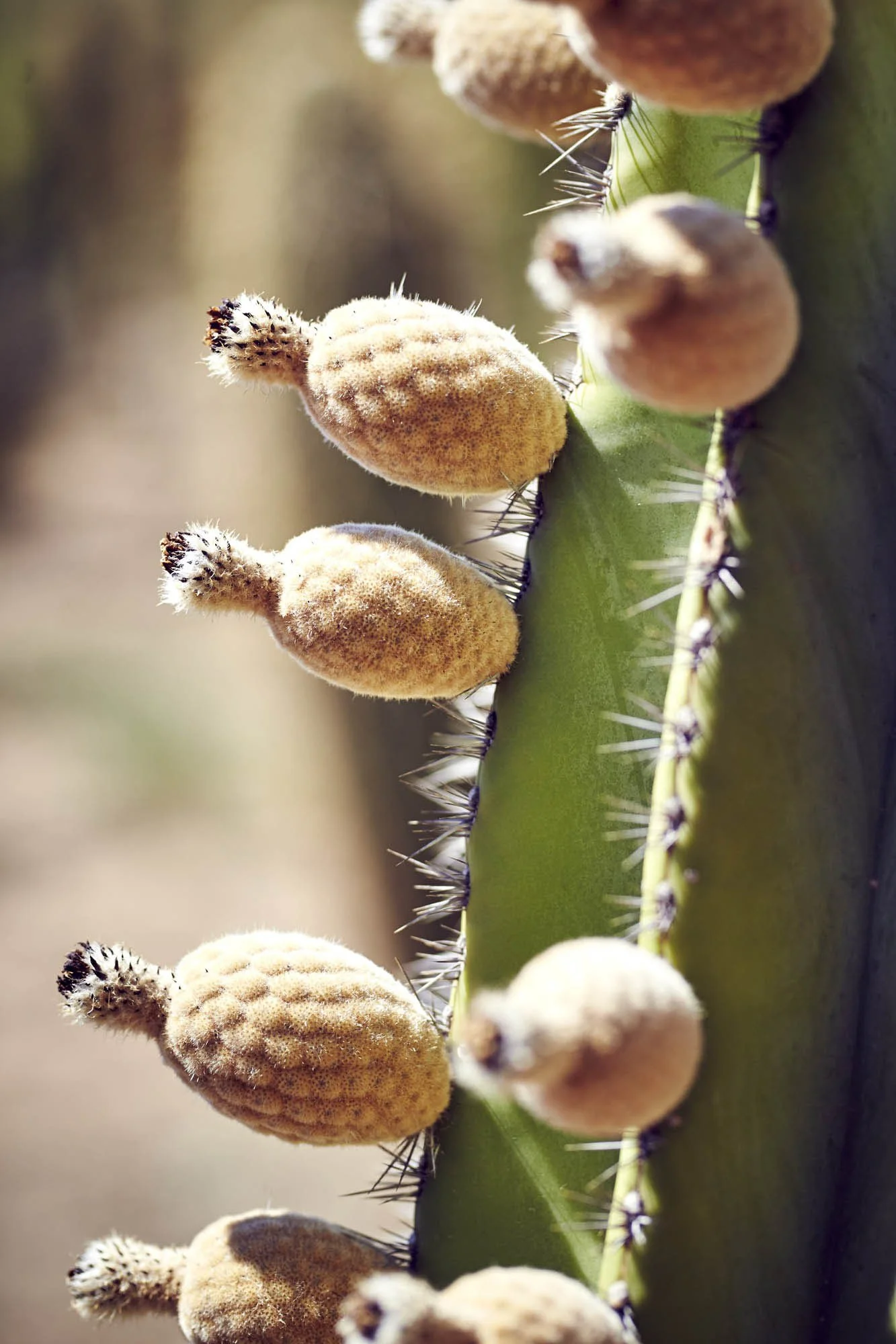 UMZUNGU SISTERS_1371.jpg