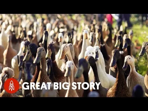 Got a Pest Problem? Call the Quack Squad