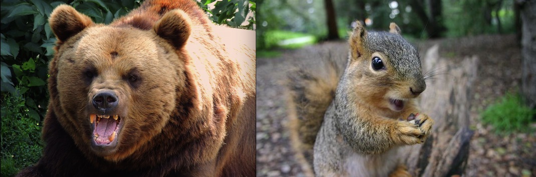 bear-squirrel.jpg
