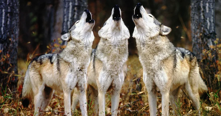 You and your role in the [wolf pack]
