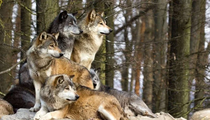 Raise your SMV by understanding group dynamics [Wolf Pack]