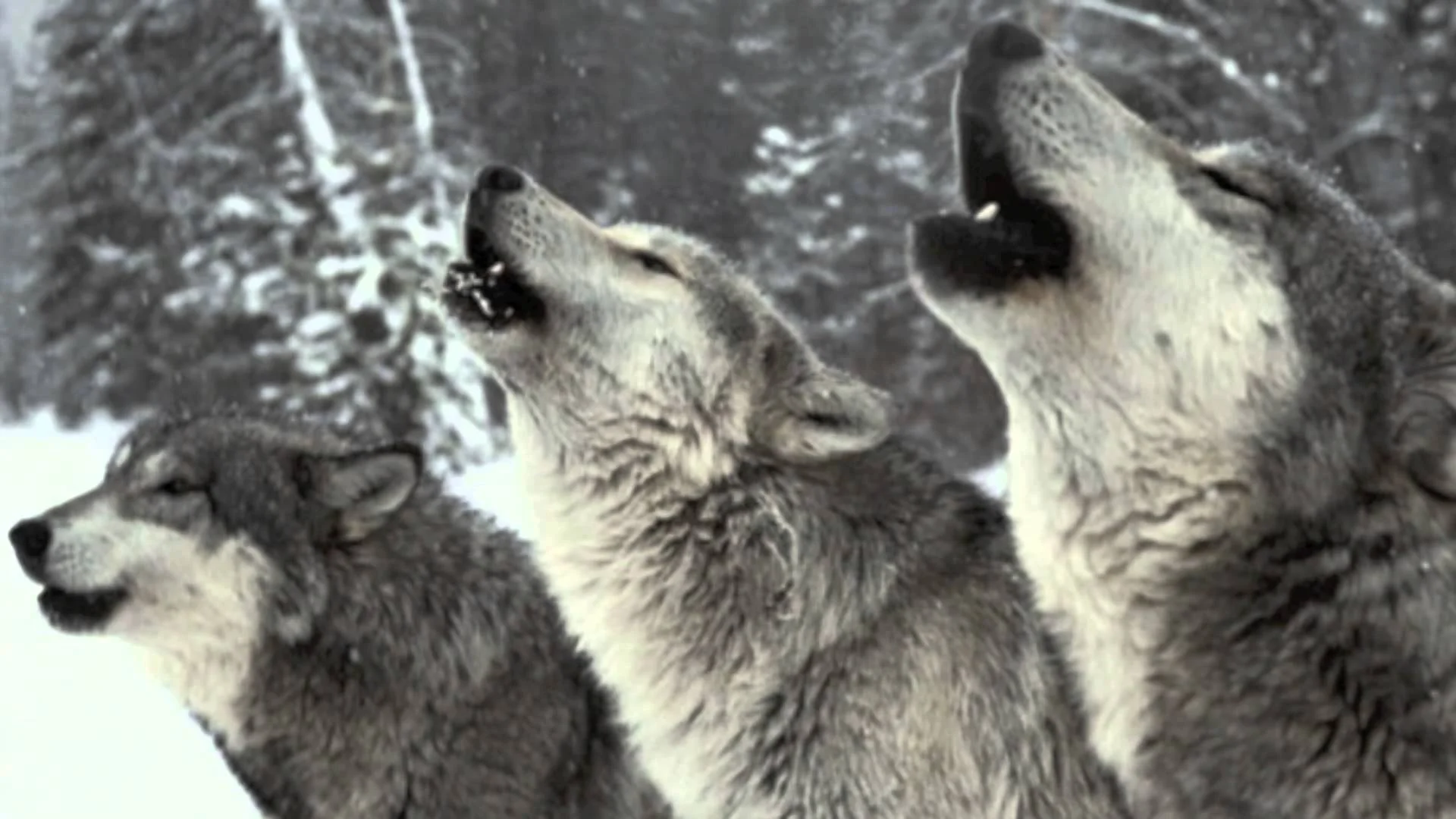 Join the Wolf Pack: An Introduction [Wolf Pack]