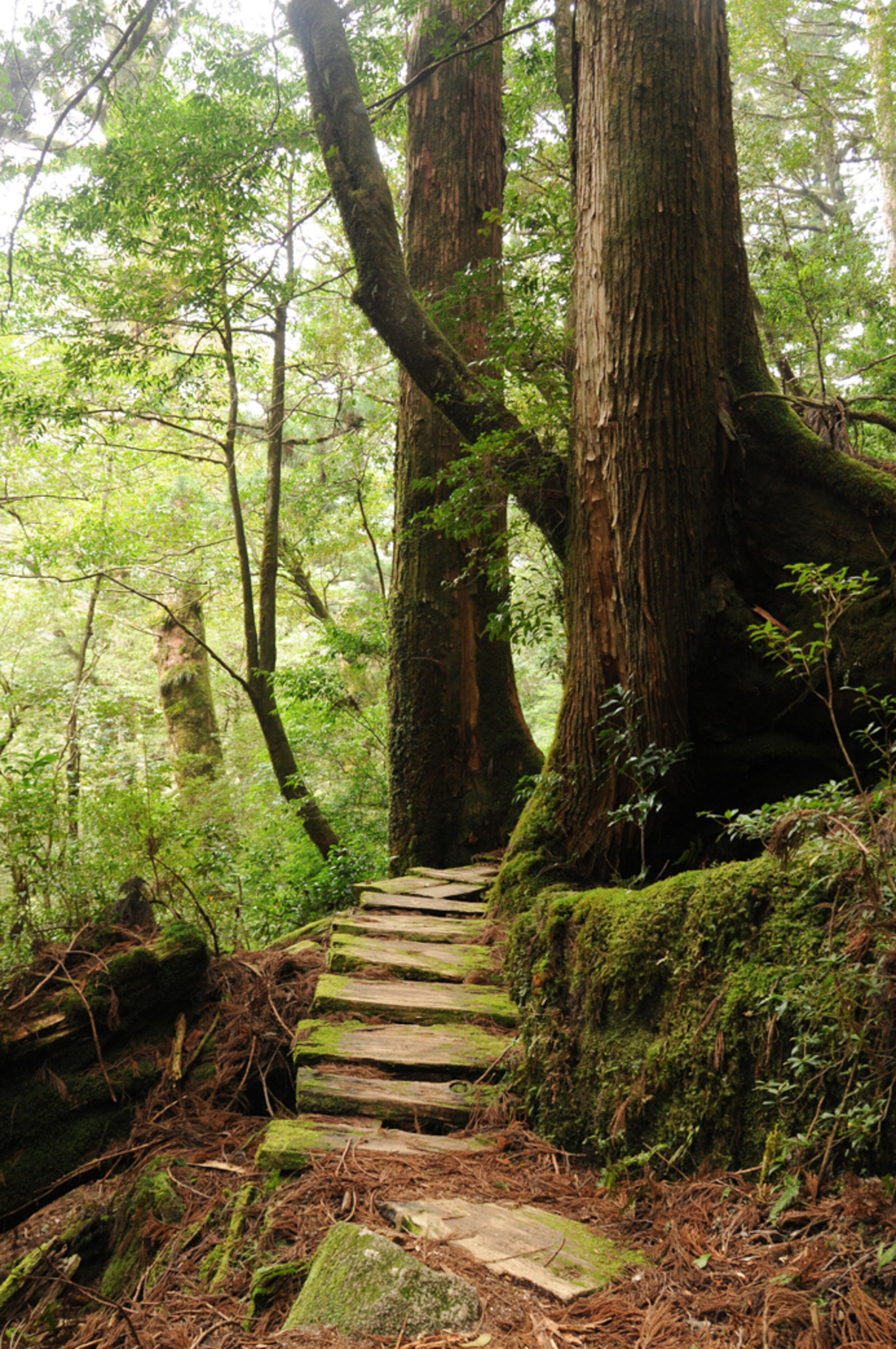  These photographs were taken in April 2009 on the island of Yakushima off the south coast of Japan. The primeval cedar forests there have been left untouched for thousands of years. The trees and plants of the forests were believed to have healing q