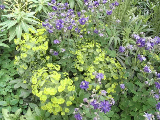 Upcoming events - London in Bloom 2018