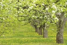 A peartree from New York tragedy given to Grenfell