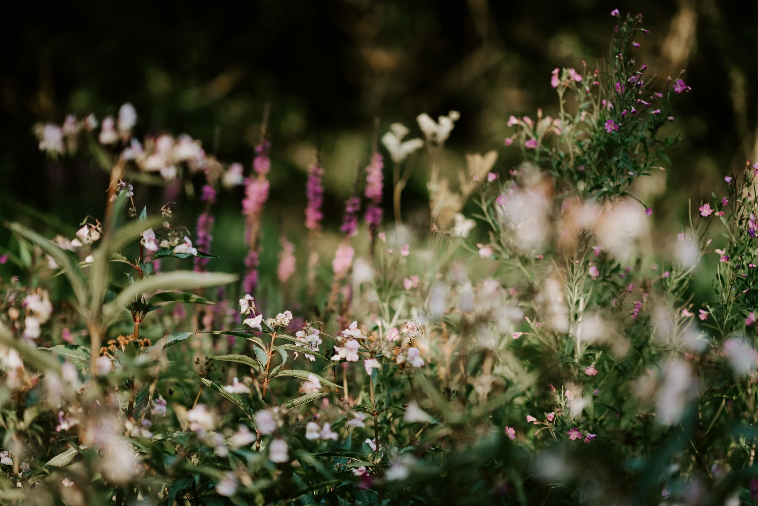 Vegetables and wildflowers for St John's