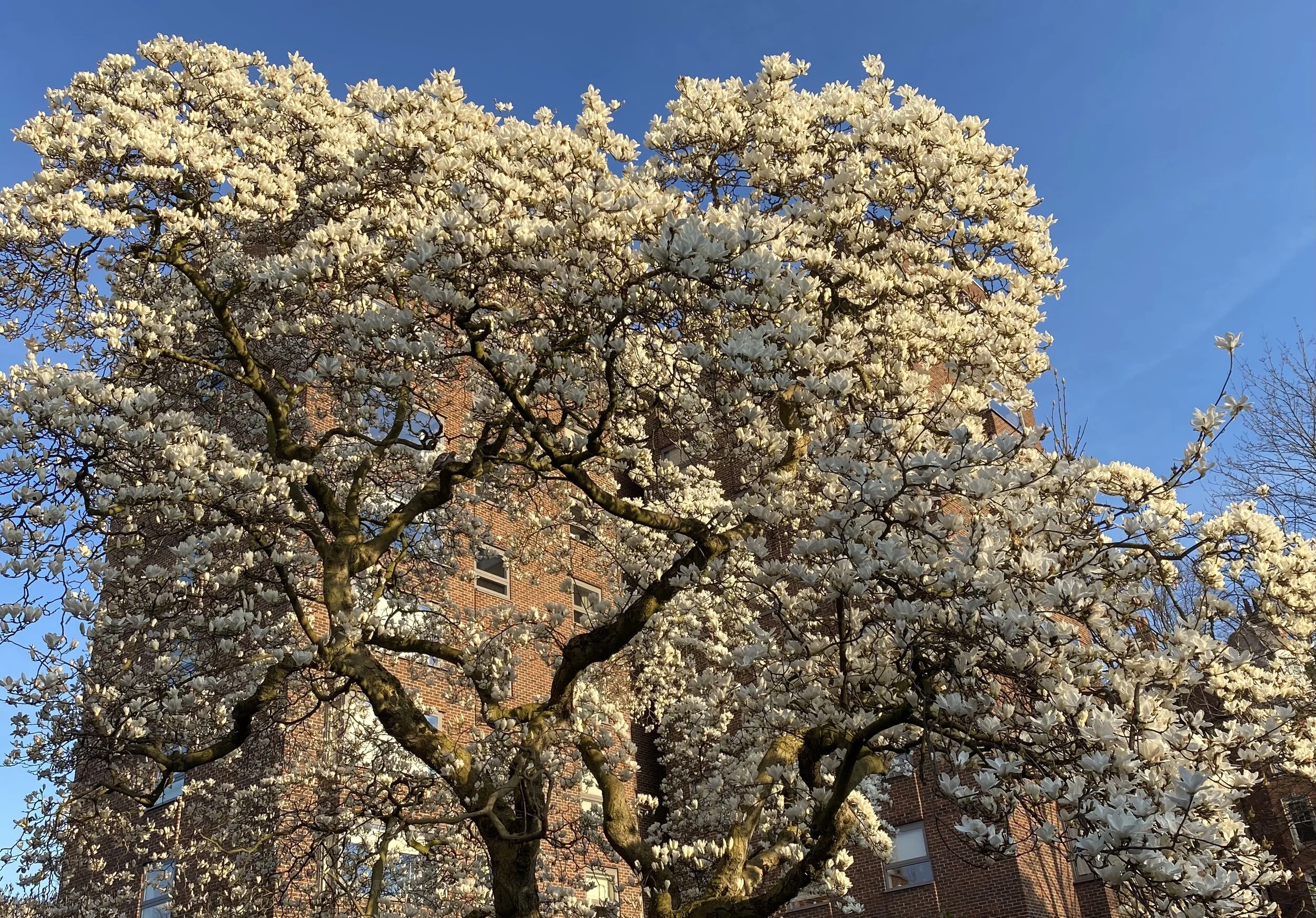 Magnolias hyacinths camellias blue skies chiffchaffs. What a beginning to a hopeful year !