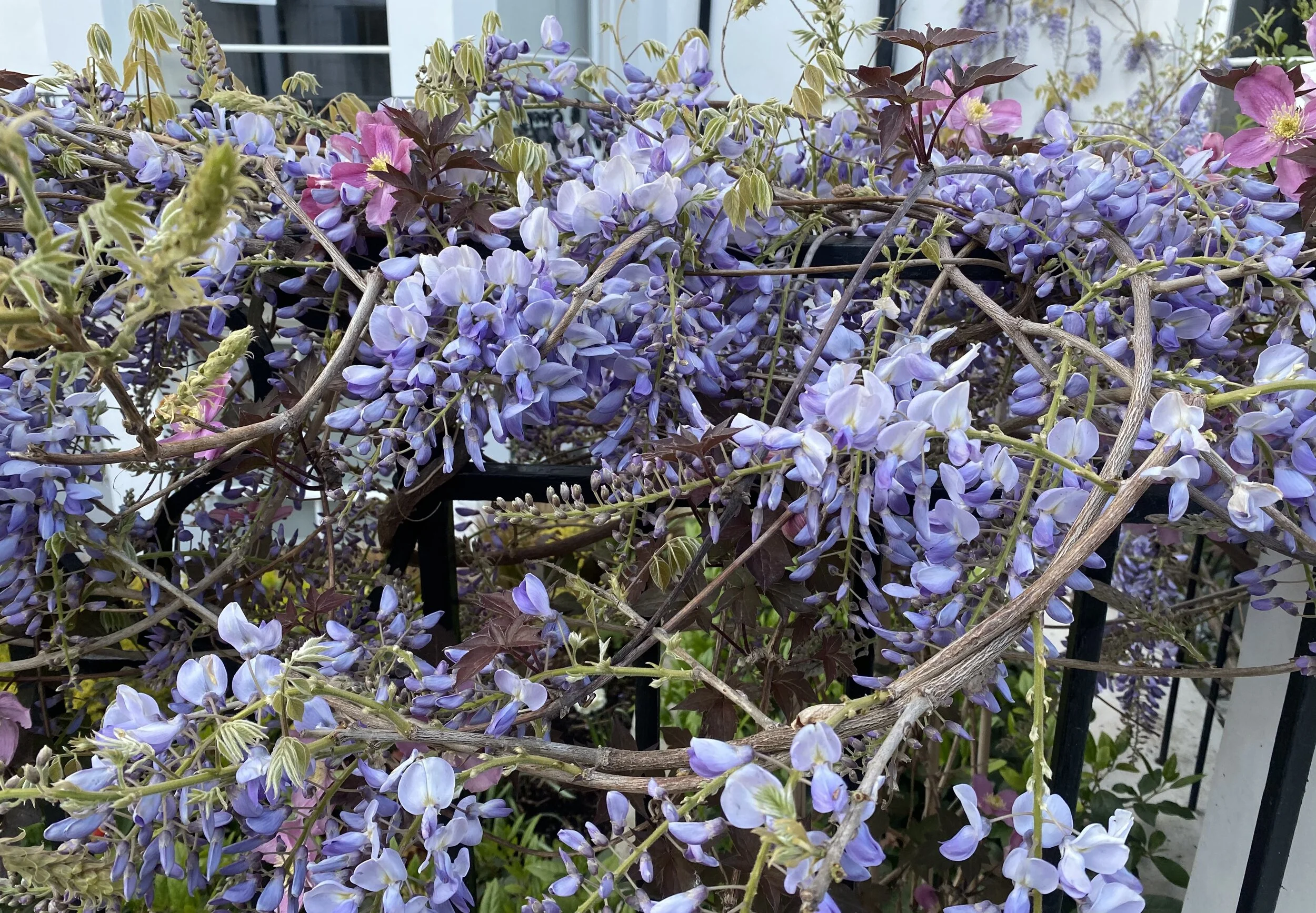 Wondrous wisteria