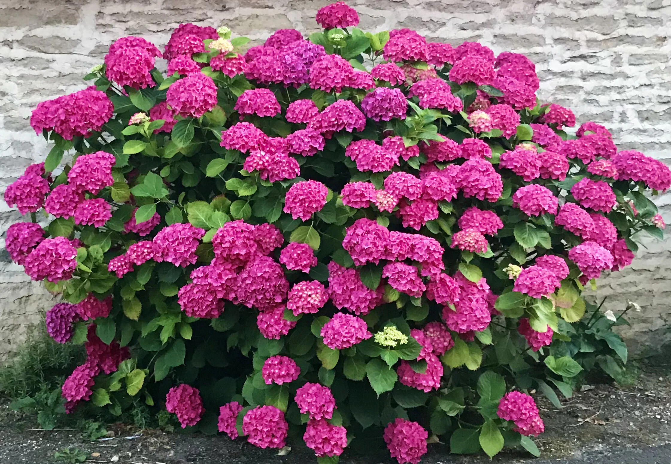ONLY BLOUSY HORTENSIAS ARE LIKING THE DELUGE