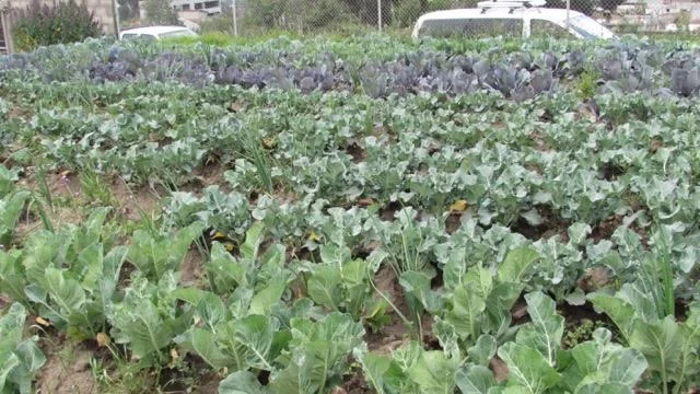 Crops.jpg