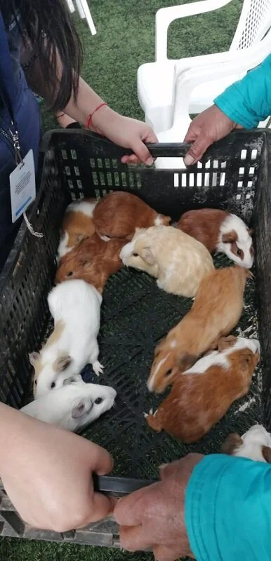 Summer FUNd Guinea Pigs