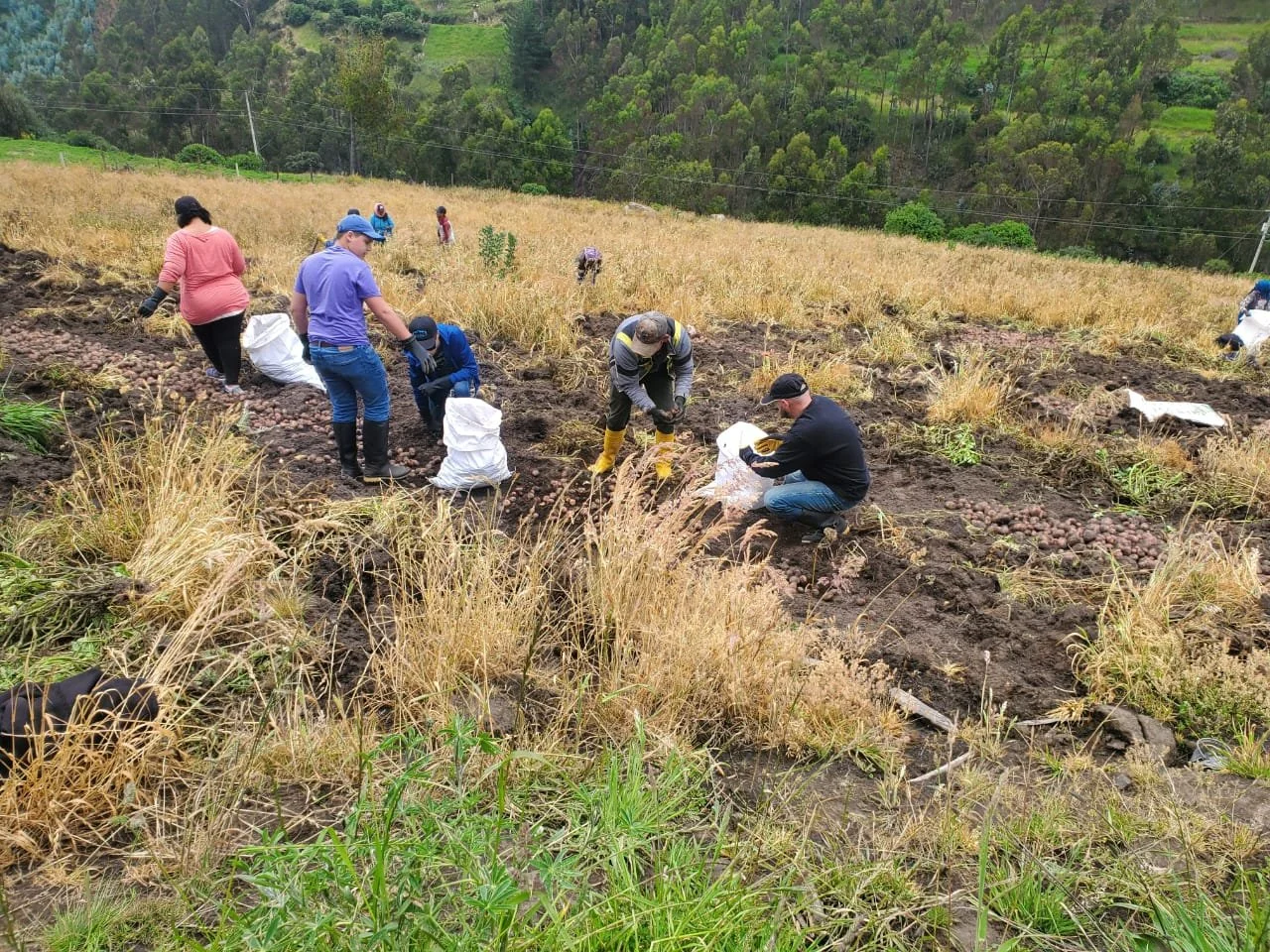 Picking Potatoes