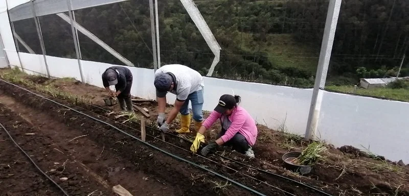 The First Alstoemerias are planted!