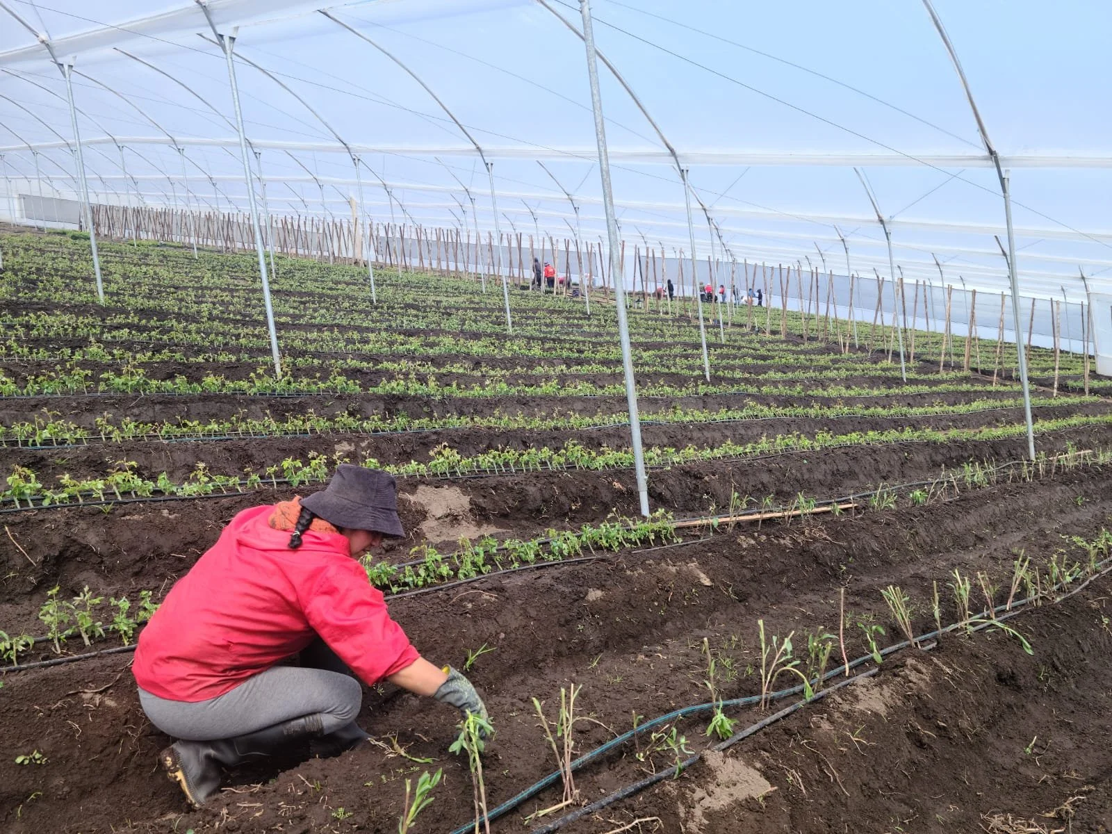 The baseplants for the roses have been planted!