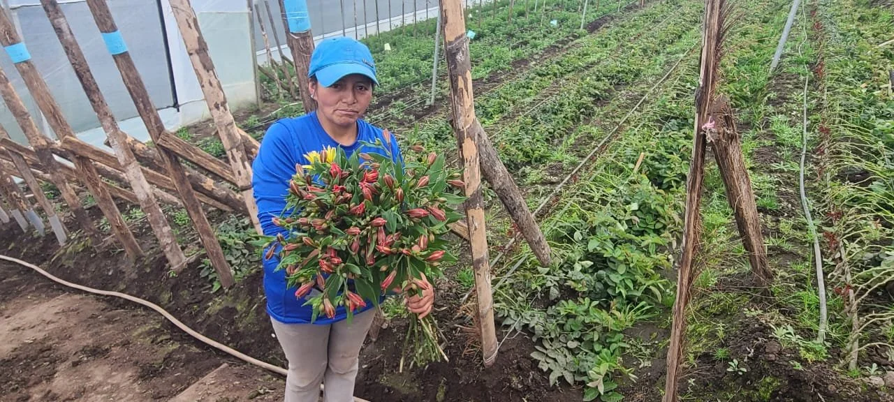 First Alstroemerias Harvest