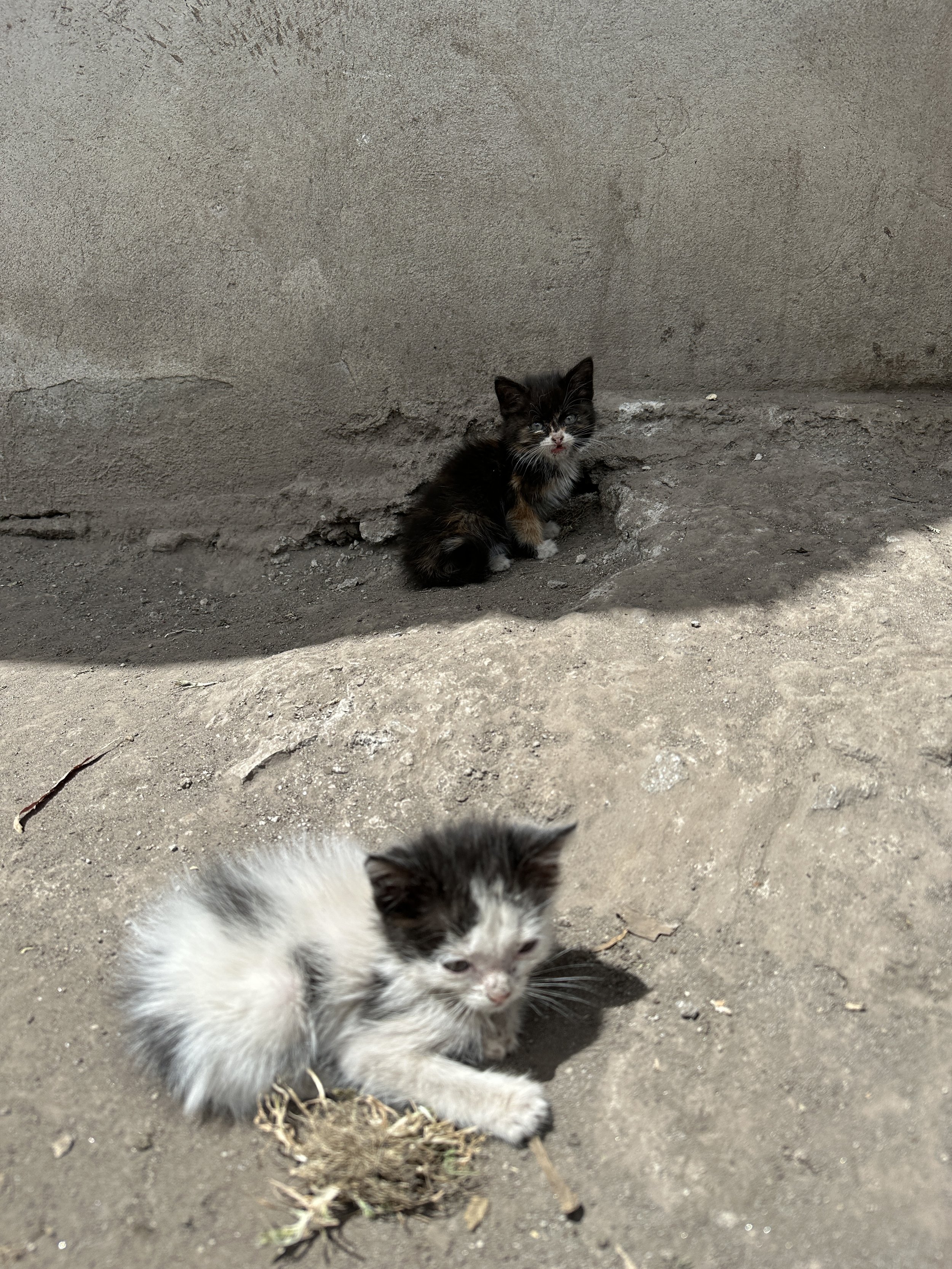 IMG_7182.jpeg