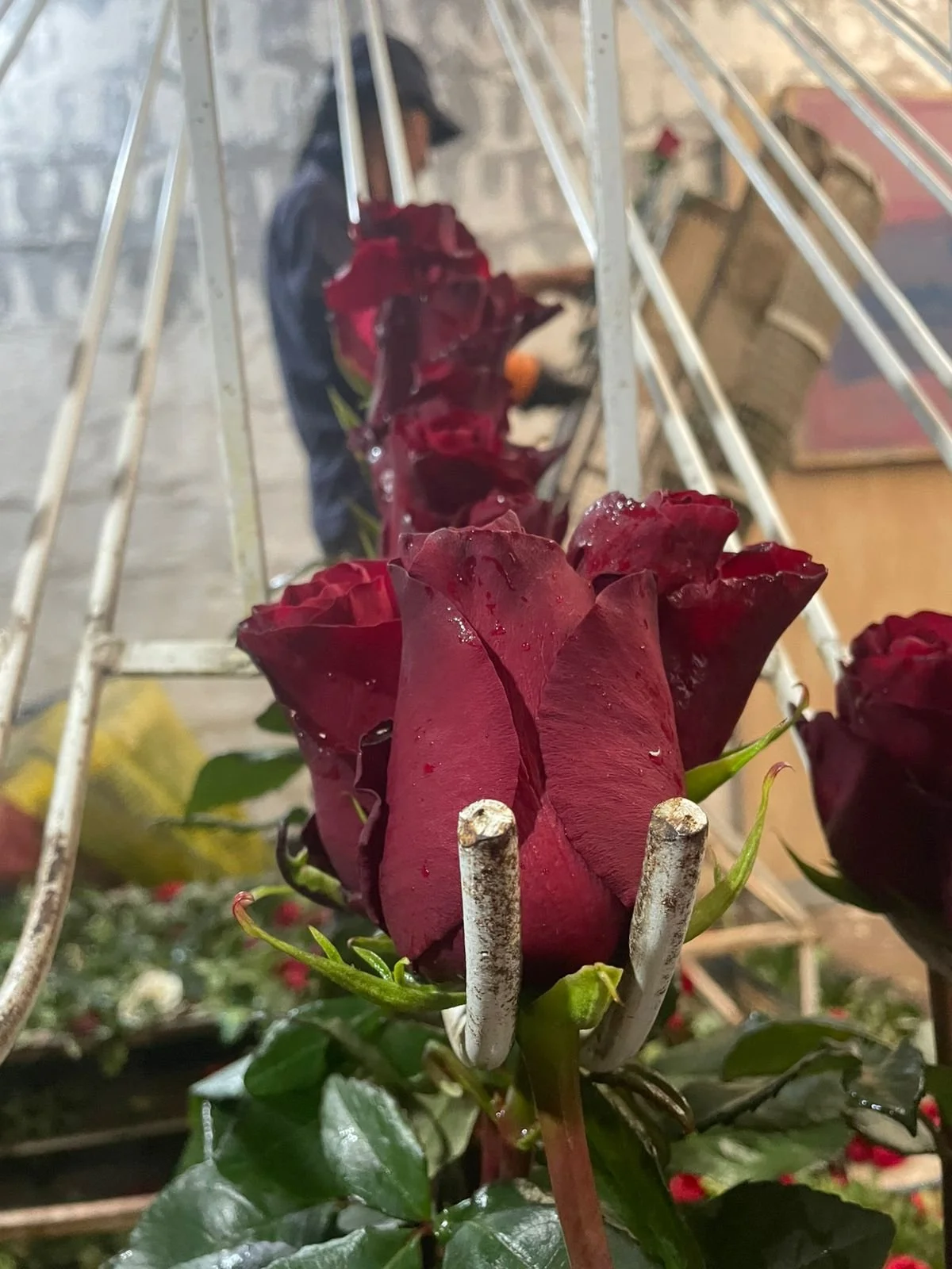 WhatsApp Image 2026-02-04 at 6.33.53 AM.jpeg