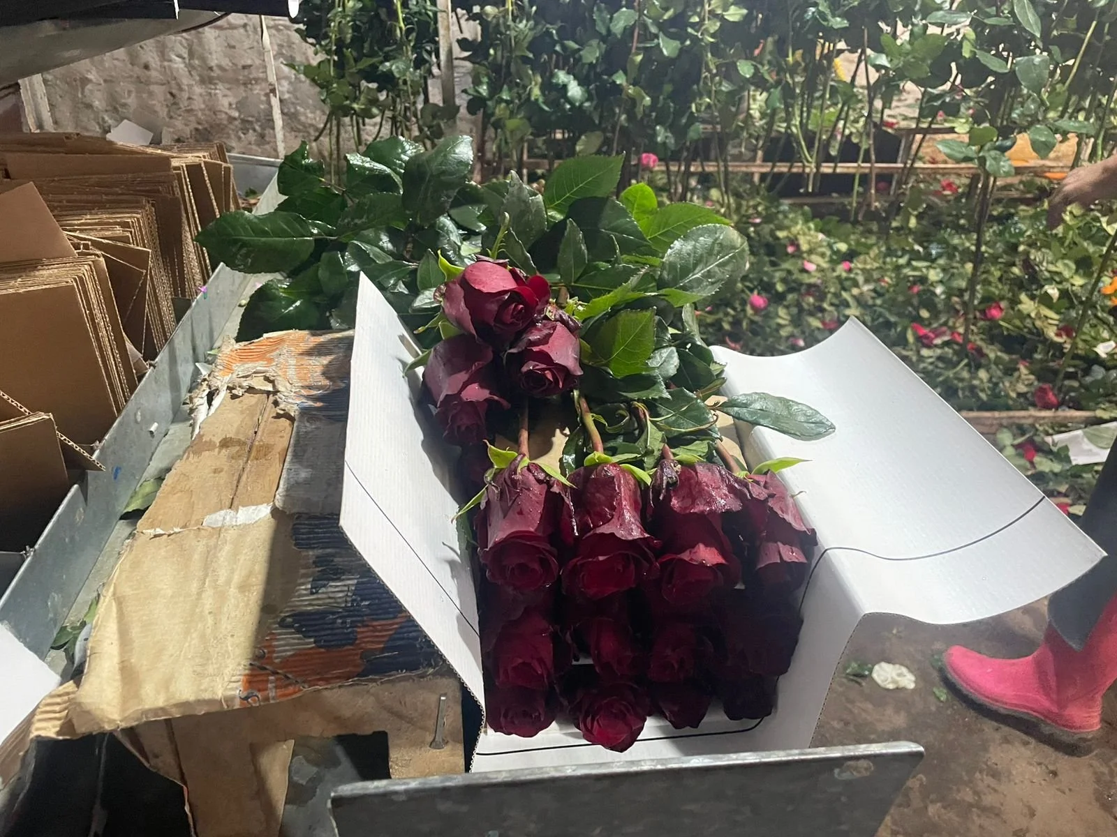 WhatsApp Image 2026-02-04 at 6.33.50 AM.jpeg